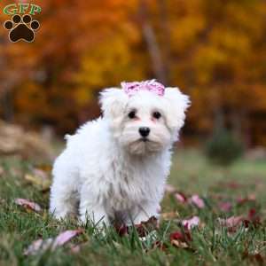 Lila, Maltipoo Puppy